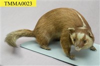 鼬獾藏品圖，第1張
